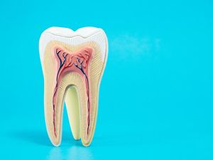 anatomy of a tooth against light blue background 